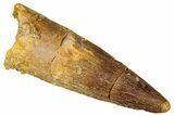 Juvenile Fossil Spinosaurus Tooth - Real Dinosaur Tooth #301303-1